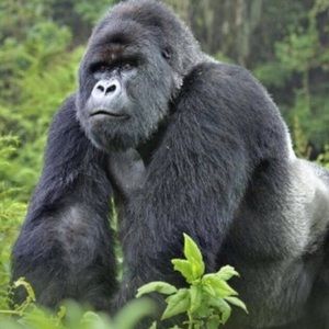 Meet your Posher, Danny